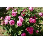 Isparta Gülü Fidanı Aşılı Rosa Damascena Saksıda