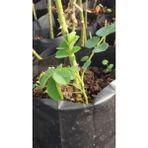 Isparta Gülü Fidanı Pembe 10-20 cm