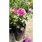 Isparta Gülü Fidanı Saksılı Reçellik Kokulu Pembe 10-20 Cm