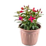 Isparta Gülü Fuchsia Cultivars Fuchsia Küpe Küpeli Çiçegi Fidanı 10-20 cm