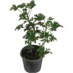 Isparta Gülü Geranium Sapling Itır Çiçeği Fidanı 5-15 cm