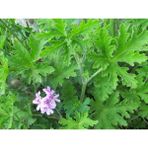 Isparta Gülü Geranium Seedling Rose Scented Itır Fidanı Fidesi Gül Kokulu 10-20 cm