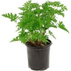 Isparta Gülü Itır Fidanı Gül Kokulu 10-20 cm Potted Geranium Sapling Rose Scented