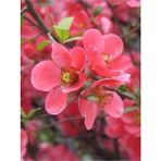 Isparta Gülü Japon Ayvası Bahar Dalı Fidanı 20-30 cm Chaenomeles Japonica