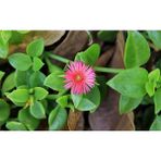 Isparta Gülü Kabir Çiçeği Aptenia Cordifolia Buz Çiçeği Fidanı 10-20 cm
