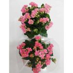 Isparta Gülü Kalanchoe Emel Hanım Çiçeği Fidanı Fuşya Renk 10-20 cm