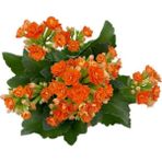 Isparta Gülü Kalanchoe (Kalanşo) Fidanı Turuncu 10-20 cm