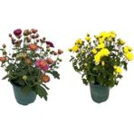 Isparta Gülü Kasımpatı Çiçeği Fidanı 2li Set 10-20 cm
