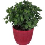 Isparta Gülü Kasımpatı Fidanı Saksı’da (Chrysanthemum) Sarı Renk 10-20 cm