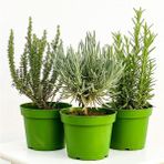 Isparta Gülü Kekik Nane Itır Fidanı 3 Lü Set 10-20 cm Aromatik Bitki Seti