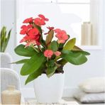 Isparta Gülü Kırmızı Japon Iğnesi Dikenler Tacı Euphorbia Milii Fidanı 10-20 cm