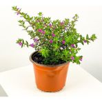 Isparta Gülü Kufeya Cennet Çiçeği Fidanı Pembe Cuphea Hyssopifolia 15-25 cm