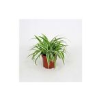 Isparta Gülü Kurdele Çiçeği Fidanı Chlorophytum 10-20 cm