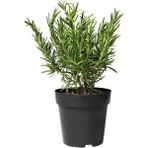 Isparta Gülü Kuş Dili Biberiye Fidanı 5 Adet 10-30 cm Rosmarinus Officinalis