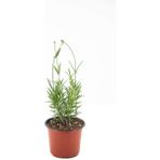 Isparta Gülü Lavanta Bitkisi Lavanta Fidanı 20-25 cm