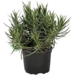 Isparta Gülü Lavanta Fidanı Lavandula Intermedia 2 Adet 10-20 cm
