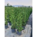 Isparta Gülü Leylandi Çam Fidanı 60-100 cm