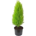 Isparta Gülü Limon Çamı Servi Fidanı 30-60 cm