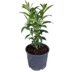 Isparta Gülü Melisa Parfüm Çiçeği - Canlı Çiçek - Cestrum Nocturnum 10-20 cm