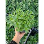 Isparta Gülü Mentha Nane Fidanı Saksıda 10-20 cm