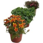 Isparta Gülü Mix Set Kasımpatı Fidanı Seti 3'lü 10-20 cm Chrysanthemum Flower