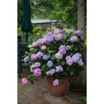 Isparta Gülü Ortanca Çiçeği Fidanı Karışık Renkli Cinsi [hydrangea Macrobhylla]