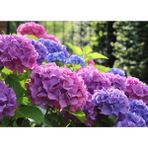 Isparta Gülü Ortanca Çiçeği Fidanı Karışık Renkli [hydrangea Macrobhylla]