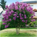 Isparta Gülü Oya Ağacı Fidanı Mor ( Tüplü ) 30-40 cm