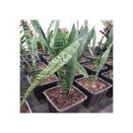 Isparta Gülü Paşa Kılıcı Sansevieria Fidanı 10-20 cm Saksı Çapı 12 cm