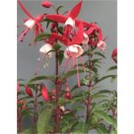 Isparta Gülü Pembe Beyaz Fuchsia Küpe Küpeli Çiçegi Fidanı 10-20 cm