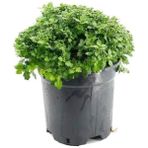 Isparta Gülü Pembe Krizanthem Çiçeği Fidanı Pink Dwarf Chrysanthe 10-20 cm