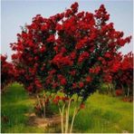 Isparta Gülü Pettit Red Oya Ağacı Fidanı Kırmızı 30-40 cm