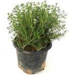 Isparta Gülü Saksılı Kekik Fidanı 10-20 cm Potted Thyme Sapling