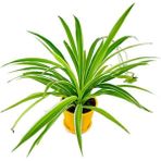 Isparta Gülü Salon Bitkisi Kurdele Çiçeği Fidanı Chlorophytum 10-20 cm