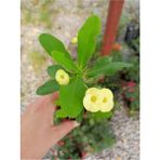 Isparta Gülü Sari Japon Iğnesi Dikenler Tacı Euphorbia Milii Fidanı 10-20 cm