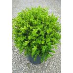Isparta Gülü Şimşir Fidanı 20-40 Cm( Buxus Japonica Rococo )