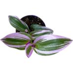 Isparta Gülü Tradescantia Nanouk Pembe Telgraf Çiçeği Fidanı Damat Pijaması
