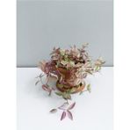 Isparta Gülü Tradescantia Telgraf Çiçeği Fidanı Pembe 10-20 cm