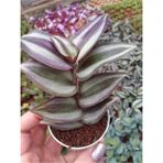 Isparta Gülü Tradescantia Zebrina Telgraf Çiçeği Fidanı Kahve Yeşil 10-20 cm