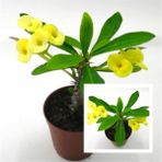 Isparta Gülü Yellow Crown Of Thorns Sarı Dikenler Tacı Fidanı 10-20 cm