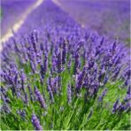 Isparta Gülü Yoğun Kokulu Aromatik Lavanta Fidanı 10-20 cm