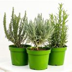 Isparta Gülü Yoğun Kokulu Kekik Nane Itır Fidanı 3 Lü Set 10-20 cm Aromatik Bitki Seti