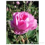 Ispartadan Gül Fidanı 5 Adet 15-25 Cm