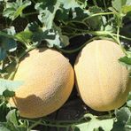 İstanbul Tohumculuk 25 gr Ananas Kavun Tohumu