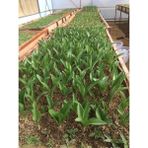 İstanbulmuz Salep Fidesi 55 Adet Orkide- Sahlep Orchis Serapias - Yok