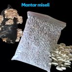İstiridye Mantar Tohumu 1 Kg ( Çay Posasında Yetiştirmeye Uygun)