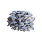 Istiridye Mantarı Tohumu 500 gr
