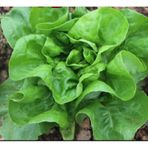 Italıan Lettuce - Italyan Marul Tohumu