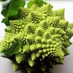 İtalyan romanesco piramit brokoli tohumu