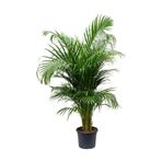 İthal Areca Palmiyesi Salon Palmiyesi Areca Lutescens 140 150 Cm Ev Bitkisi Ofis Bitkisi Salon Bitkisi